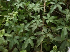 Distimake macrocalyx