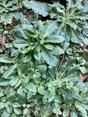 Erigeron philadelphicus