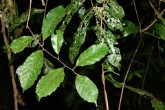 Doliocarpus dentatus dentatus