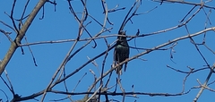 Sturnus vulgaris