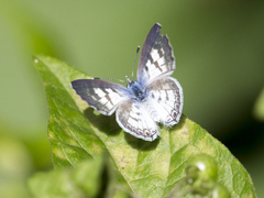 Leptotes