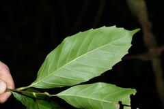Doliocarpus dentatus dentatus