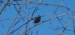 Sturnus vulgaris