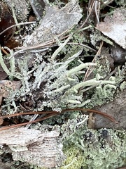 Cladonia subradiata
