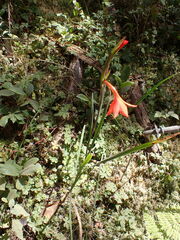 Gladiolus watsonioides