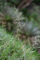 Eragrostis acutiflora
