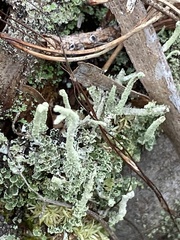 Cladonia subradiata