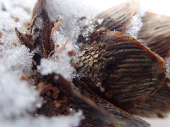 Pucciniastrum areolatum