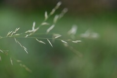 Eragrostis acutiflora