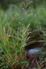 Eragrostis acutiflora