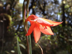 Gladiolus watsonioides