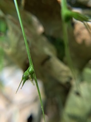 Carex jamesii