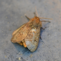 Paracles fusca