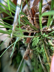 Carex jamesii