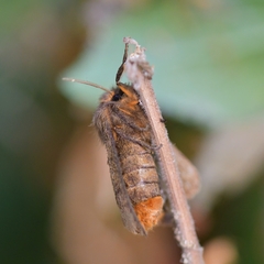 Paracles fusca