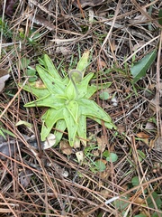 Pinguicula lutea