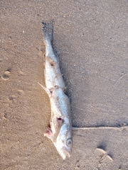 Merlangius merlangus