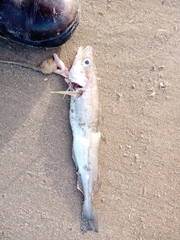 Merlangius merlangus