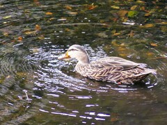 Anas platyrhynchos × fulvigula
