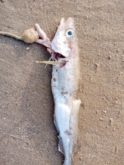 Merlangius merlangus