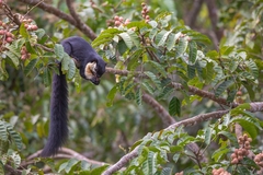 Ratufa bicolor