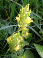 Alectra sessiliflora sessiliflora