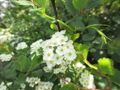 Spiraea blumei