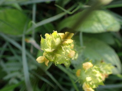 Alectra sessiliflora sessiliflora