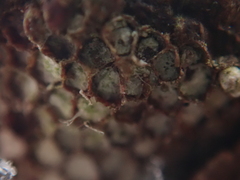 Pucciniastrum areolatum