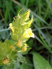 Alectra sessiliflora sessiliflora