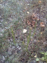 Erysimum marschallianum