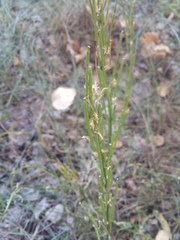 Erysimum marschallianum