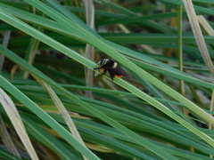 Mallophora ruficauda