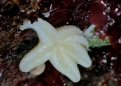 Evasterias troschelii