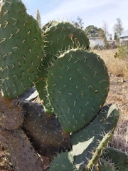 Opuntia robusta
