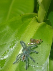 Pachistopelma rufonigrum