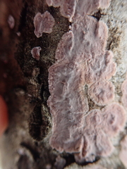 Eichleriella deglubens