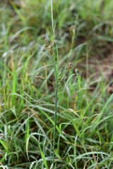 Fimbristylis dichotoma dichotoma