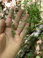 Carex cherokeensis