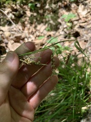 Carex cherokeensis