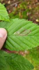 Stigmella lemniscella