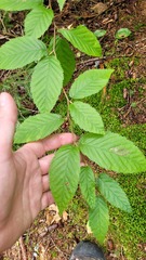 Stigmella lemniscella
