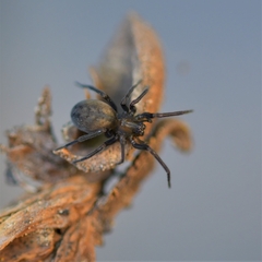 Metaltella