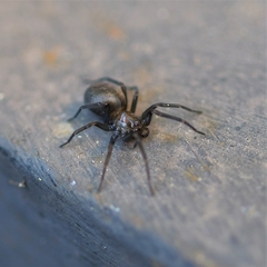 Metaltella