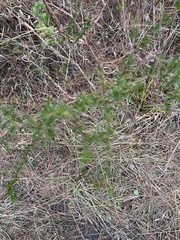 Hypericum fasciculatum