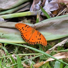 Dione vanillae
