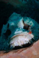 Scorpaenopsis oxycephalus