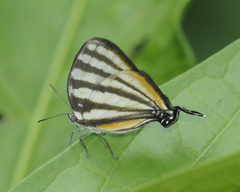 Arawacus lincoides