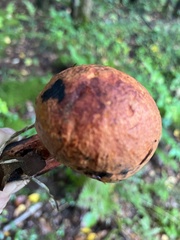 Boletus subvelutipes