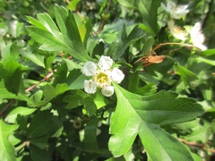 Crataegus cuneata